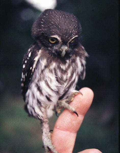 A tiny owl